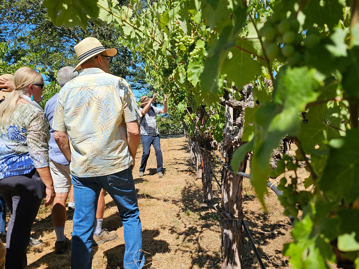 Let the Sunshine In: The Roles of Terroir and Farming Strategy